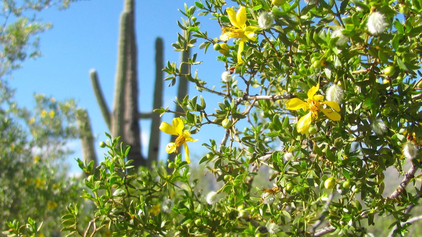 Just like higher elevations, the desert also shows some beautiful autumn colors
